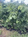 TÜPLÜ 4 YAŞ GENİŞ YAPRAKLI IHLAMUR(Tilia platyphyllos) B0Y 180-200CM