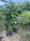 TÜPLÜ 4 YAŞ GENİŞ YAPRAKLI IHLAMUR(Tilia platyphyllos) B0Y 180-200CM