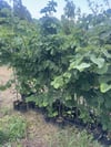 TÜPLÜ 4 YAŞ GENİŞ YAPRAKLI IHLAMUR(Tilia platyphyllos) B0Y 180-200CM
