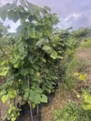 TÜPLÜ 4 YAŞ GENİŞ YAPRAKLI IHLAMUR(Tilia platyphyllos) B0Y 180-200CM