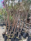 Tüplü 4 yaş meyve veren Nektarin fidanı 180-200 cm