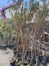 Tüplü 4 yaş meyve veren Nektarin fidanı 180-200 cm