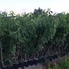 TÜPLÜ 4 YAŞ NAPOLYON ZİRAAT 900 KİRAZ FİDANI BOY 180-200 CM