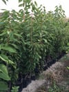 TÜPLÜ 4 YAŞ NAPOLYON ZİRAAT 900 KİRAZ FİDANI BOY 180-200 CM