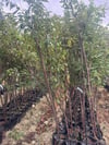 TÜPLÜ 4 YAŞ RED HEART ERİK FİDANI BOY 150-180 CM