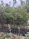TÜPLÜ 4 YAŞ,MEYVE VEREN DİAMOND BLACK JAPON ERİK FİDANI BOY 150-180 CM 