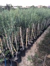 TÜPLÜ ARBEQUİNA BODUR İSPANYOL  ZEYTİN FİDANI 2 YAŞ(MEYVE VERME DURUMUNDA)