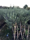 TÜPLÜ ARBEQUİNA BODUR İSPANYOL  ZEYTİN FİDANI 2 YAŞ(MEYVE VERME DURUMUNDA)