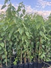 TÜPLÜ , AŞILI 2 YAŞ MEYVE VERMEYEN,İPEK BÖCEKÇİLİĞİNE UYGUN GÖLGELİK ERKEK DUT FİDANI BOY 150-180 CM