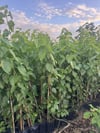 TÜPLÜ , AŞILI 2 YAŞ MEYVE VERMEYEN,İPEK BÖCEKÇİLİĞİNE UYGUN GÖLGELİK ERKEK DUT FİDANI BOY 150-180 CM