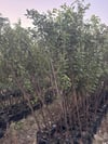 TÜPLÜ AŞILI ,3 YAŞ BLACK SPLENDOR ERİK FİDANI