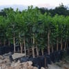 TÜPLÜ AŞILI CARA CARA(KANLI WASHİNGTON) PORTAKAL YAŞ 1-2 BOY 90-110CM