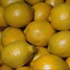 TÜPLÜ AŞILI DİKENSİZ İTALYAN LİMON 120-140 CM YAŞ 3