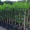TÜPLÜ AŞILI ERKENCİ NAVELİNA PORTAKAL YAŞ 1-2 BOY 90-110CM