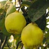 TÜPLÜ AŞILI LİMON AYVA FİDANI
