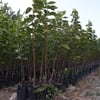 TÜPLÜ AŞILI TRABZON HURMASI ROJO BRİLLANTE FİDANI