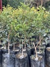 TÜPLÜ  AŞILI ,UCB1 ANAÇLI SİİRT FISTIĞI , 2 ADET (1 ERKEK, 1 DİŞİ) BOY 60/80  CM