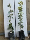 TÜPLÜ  AŞILI ,UCB1 ANAÇLI SİİRT FISTIĞI , 2 ADET (1 ERKEK, 1 DİŞİ) BOY 60/80  CM