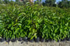 TÜPLÜ AVOKADO ANACI(AŞILANABİLİR DURUMDA)