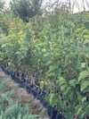 Tüplü Ekşi Kara Urmu Dut Fidanı 130-150 cm