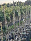 Tüplü Kahramanmaraş İri Meyveli Abbas İnciri Fidanı 80-100 CM