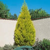 TÜPLÜ LİMONİ SERVİ FİDANI BOY 50-60CM
