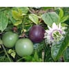 TÜPLÜ MOR PASSİFLORA FİDANI YAŞ 2 BOY 130-150