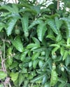 TÜPLÜ MOR PASSİFLORA FİDANI YAŞ 2 BOY 130-150