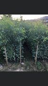 TÜPLÜ OKALİPTUS FİDANI BOY 70-100CM 4 ADET