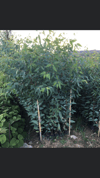 TÜPLÜ OKALİPTUS FİDANI BOY 70-100CM 4 ADET