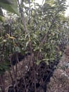 TÜPLÜ,3 YAŞ ,KENDİNDEN VERİMLİ SWEET HEART KİRAZ FİDANIBOY 130-150 CM