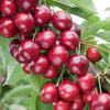TÜPLÜ,3 YAŞ ,KENDİNDEN VERİMLİ SWEET HEART KİRAZ FİDANIBOY 130-150 CM
