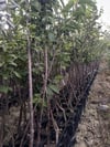 TÜPLÜ,3 YAŞ ,KENDİNDEN VERİMLİ SWEET HEART KİRAZ FİDANIBOY 130-150 CM
