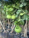 TÜPLÜ,3 YAŞ MEYVE VEREN,İRİ MEYVELİ ,İÇİ KIRIMIZI POMELO AĞAÇ KAVUNU FİDANI BOY 150 CM+