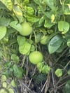 TÜPLÜ,3 YAŞ MEYVE VEREN,İRİ MEYVELİ ,İÇİ KIRIMIZI POMELO AĞAÇ KAVUNU FİDANI BOY 150 CM+