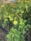 TÜPLÜ,3 YAŞ MEYVE VEREN,İRİ MEYVELİ ,İÇİ KIRIMIZI POMELO AĞAÇ KAVUNU FİDANI BOY 150 CM+