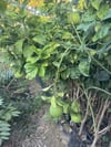 TÜPLÜ,3 YAŞ MEYVE VEREN,İRİ MEYVELİ ,İÇİ KIRIMIZI POMELO AĞAÇ KAVUNU FİDANI BOY 150 CM+