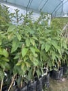 TÜPLÜ,AŞILI  2 YAŞ PİNKERTON AVAKADO FİDANI BOY 100-130 CM 