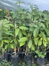 TÜPLÜ,AŞILI  2 YAŞ PİNKERTON AVAKADO FİDANI BOY 100-130 CM 