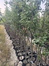 TÜPLÜ,AŞILI 4 YAŞ DEVECİ ARMUT FİDANI BOY 150-180CM 