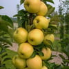 TÜPLÜ,AŞILI ,4 YAŞ GOLDEN(SARI)  DELİCİUS ELMA FİDANI BOY 150-180 CM