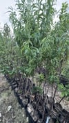 TÜPLÜ,AŞILI,3 YAŞ BEYAZ NEKTARİN FİDANI BOY 150-170 CM