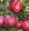 TÜPLÜ,AŞILI,4 YAŞ İÇİ DIŞI KIRMIZI ELMA FİDANI