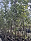 TÜPLÜ,AŞILI,4 YAŞ İÇİ DIŞI KIRMIZI ELMA FİDANI