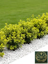 Altuni Gold Taflan Çit Bitkisi Sarı Taflan Fidanı 25-30 Cm 1 Saksıda 3 Kök Üretim
