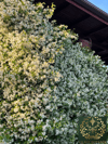 Arap Yasemini Sarmaşığı Kokulu Rhyncospermum Jasminoides 125-150 CM