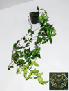 Arap Yasemini Sarmaşığı Kokulu Rhyncospermum Jasminoides 125-150 CM