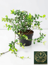 Arap Yasemini Sarmaşığı Kokulu Rhyncospermum Jasminoides 125-150 CM