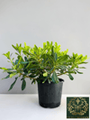 Bodur Pitos Yıldız Çalısı Bitkisi Pittosporum Tobira Nana Çiçeği 30-40 CM
