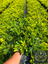 Bodur Pitos Yıldız Çalısı Bitkisi Pittosporum Tobira Nana Çiçeği 30-40 CM